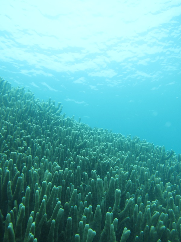 Bawah Underwater 298