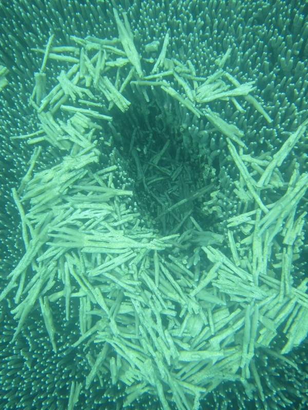 Bawah Underwater 299