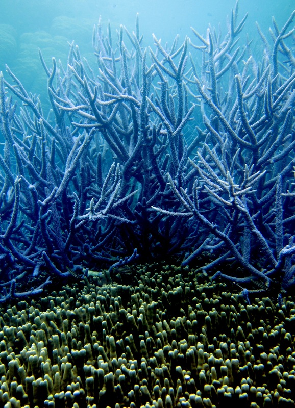 Bawah Underwater 300