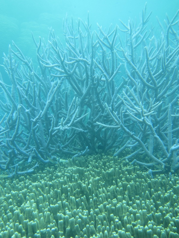 Bawah Underwater 301