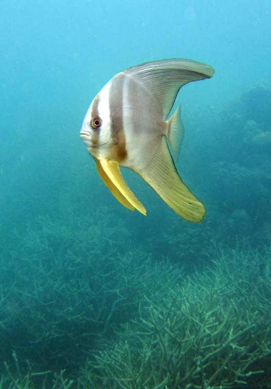 Bawah Underwater 302
