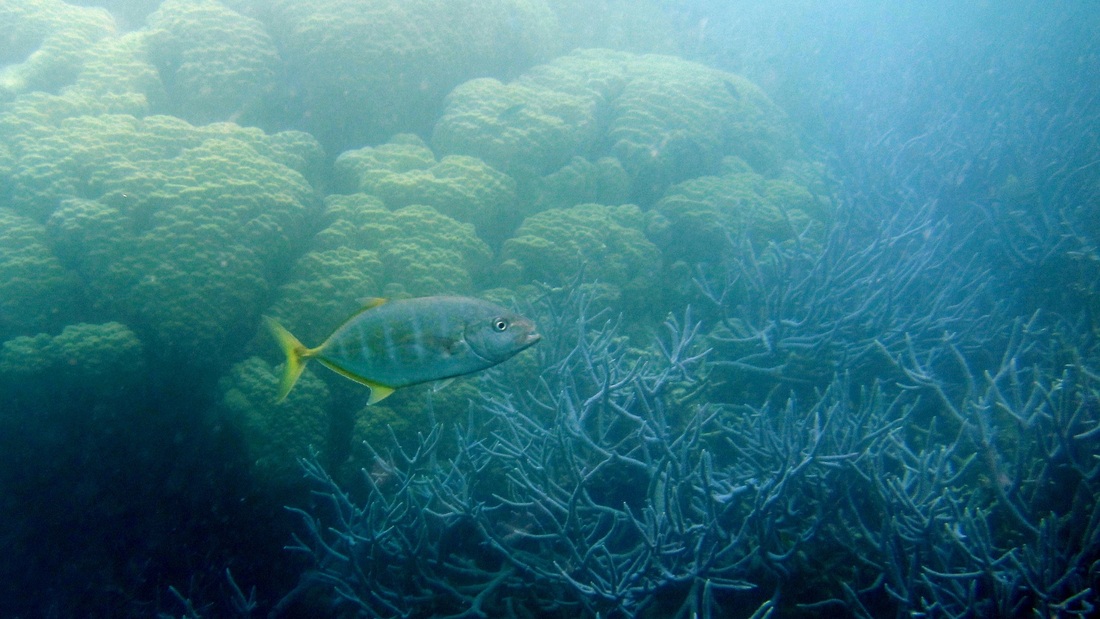 Bawah Underwater 303