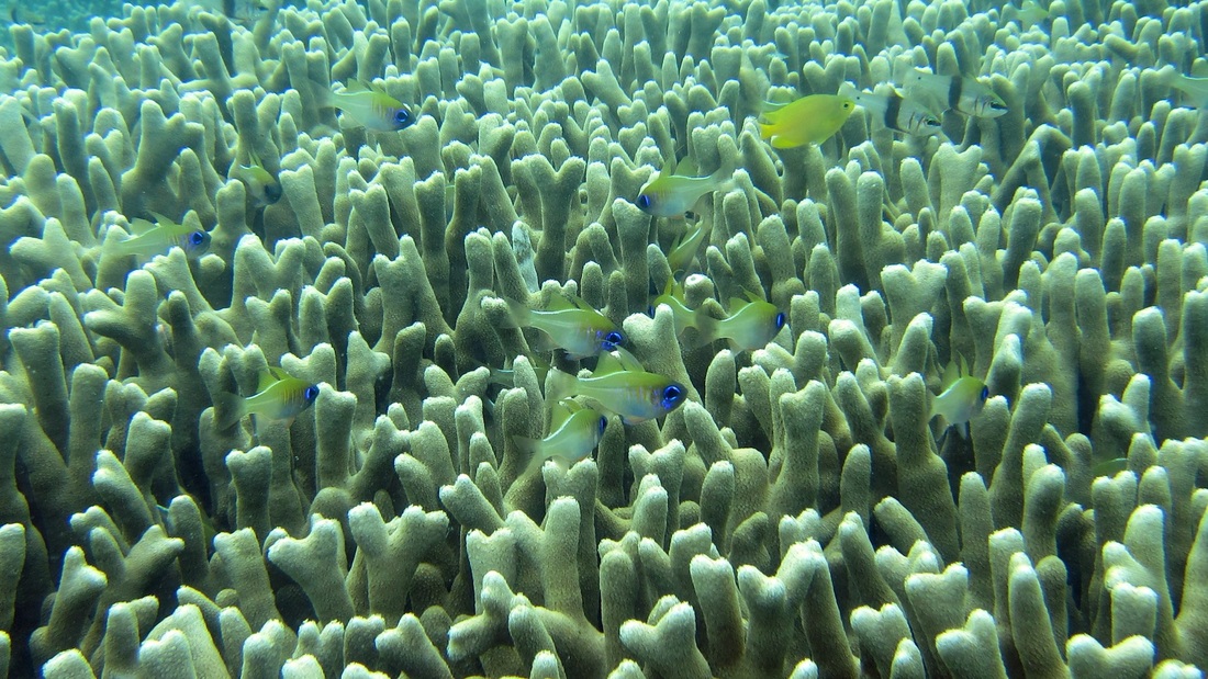 Bawah Underwater 304