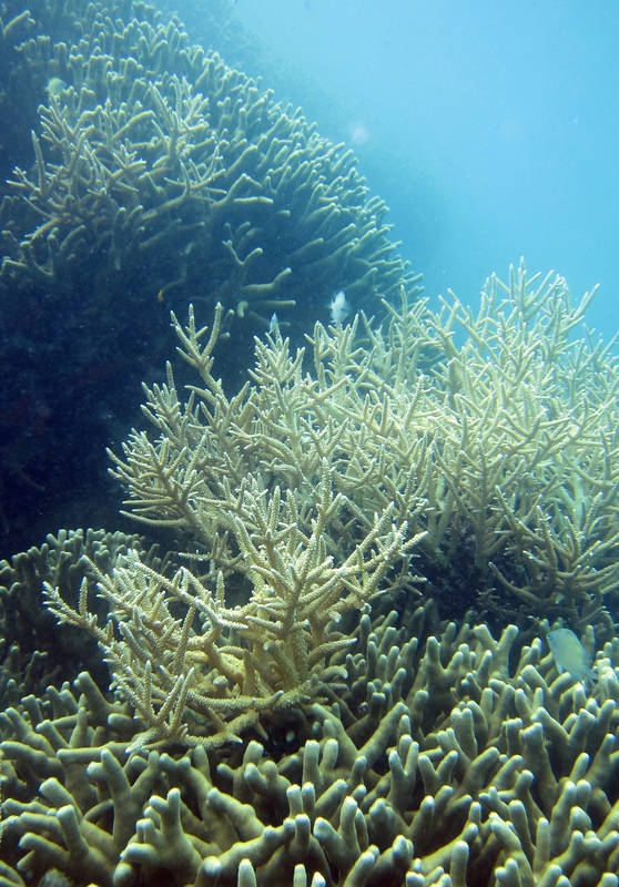 Bawah Underwater 305