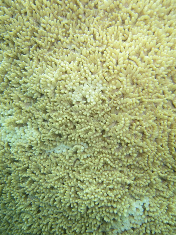 Bawah Underwater 306