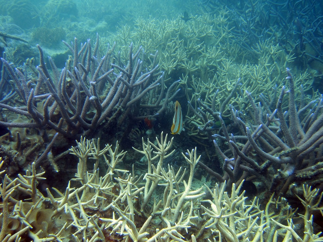 Bawah Underwater 307