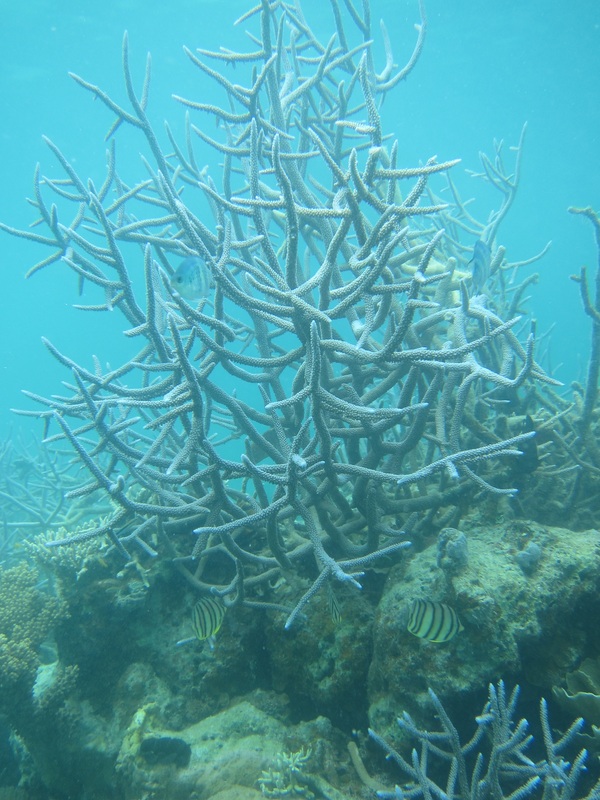Bawah Underwater 308