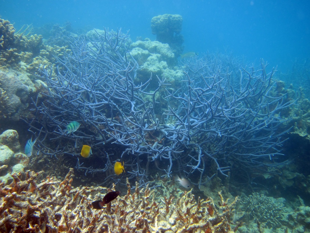 Bawah Underwater 309
