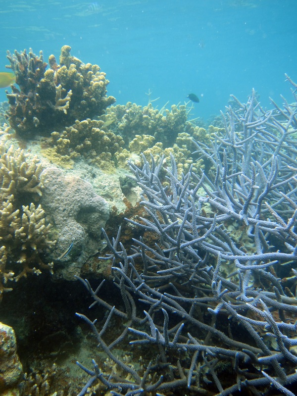 Bawah Underwater 310