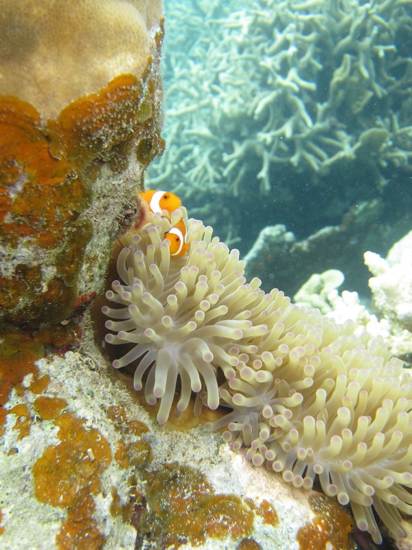 Bawah Underwater 311