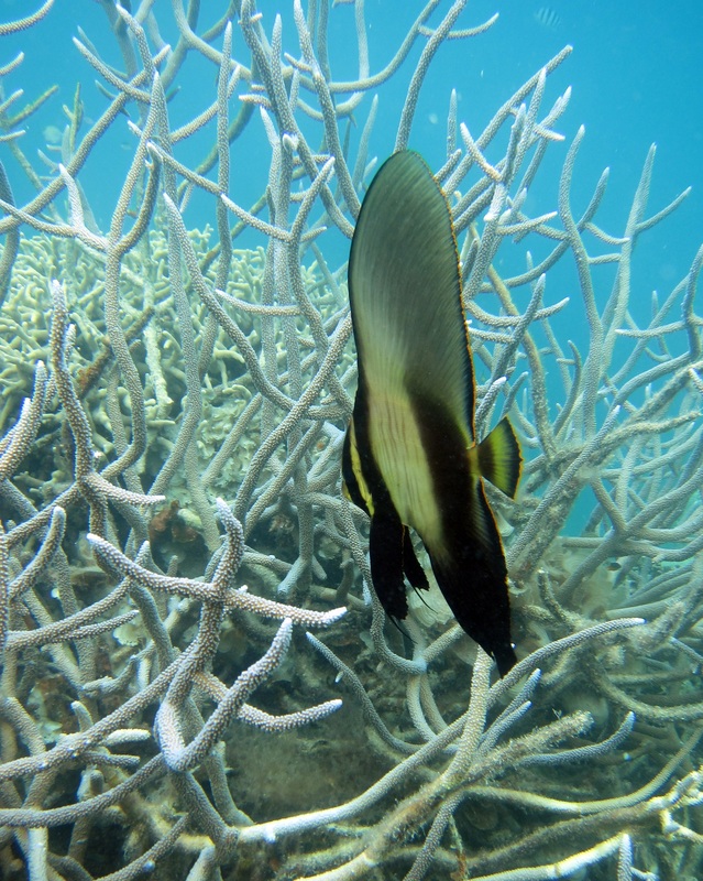 Bawah Underwater 312