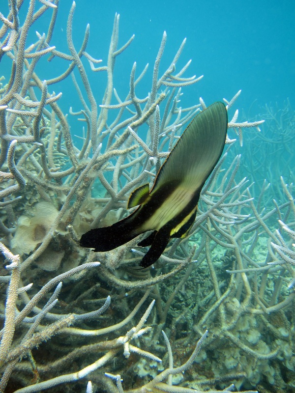 Bawah Underwater 313