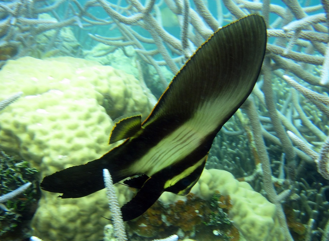 Bawah Underwater 314