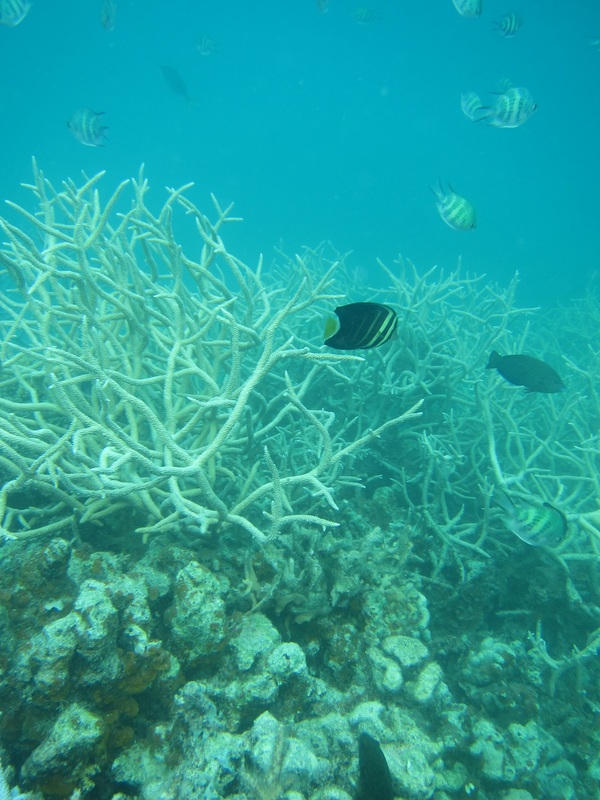 Bawah Underwater 315
