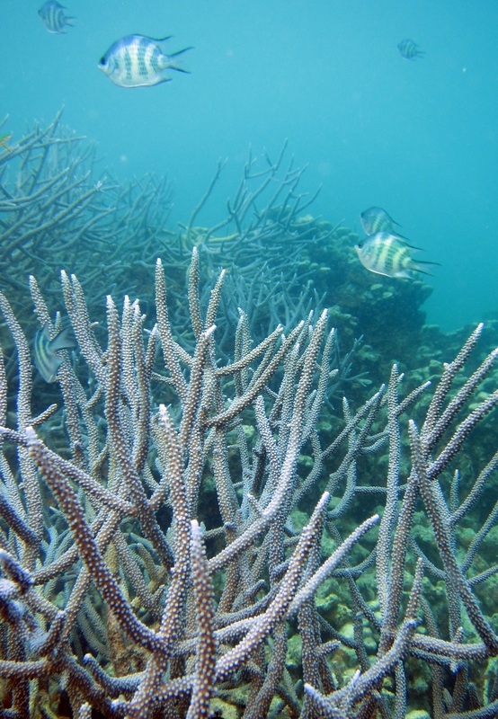 Bawah Underwater 316
