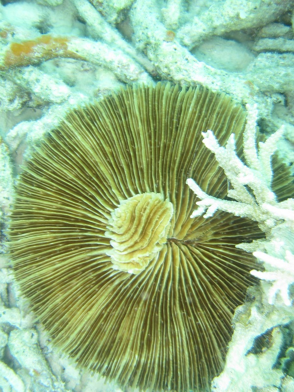 Bawah Underwater 317