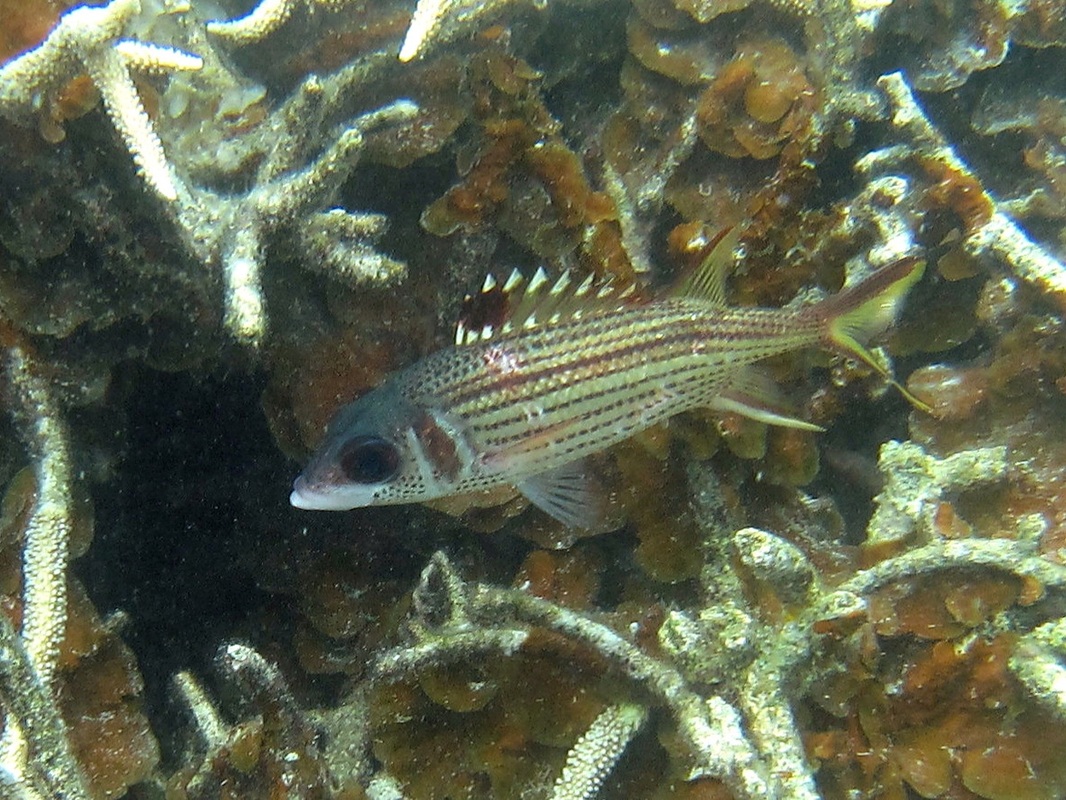 Bawah Underwater 318