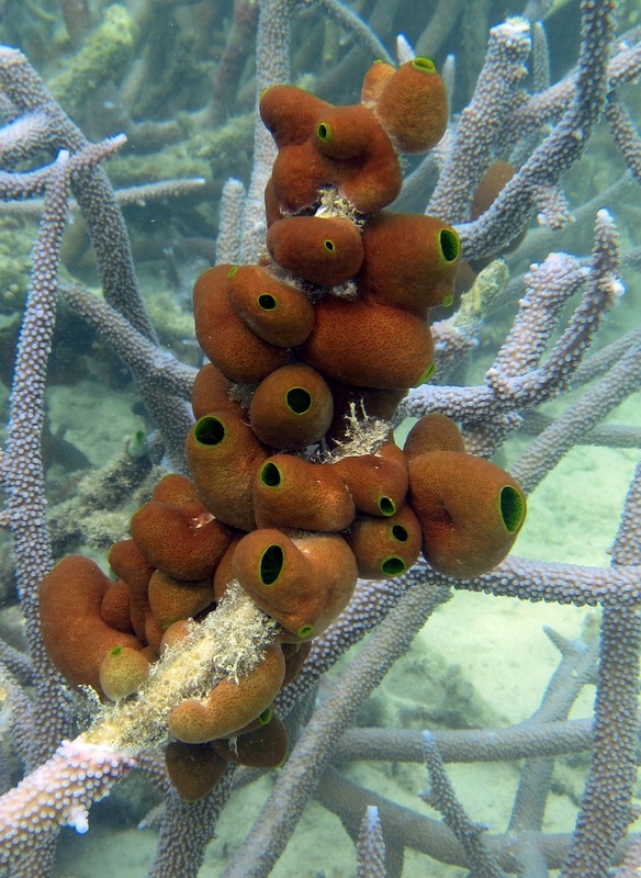 Bawah Underwater 319