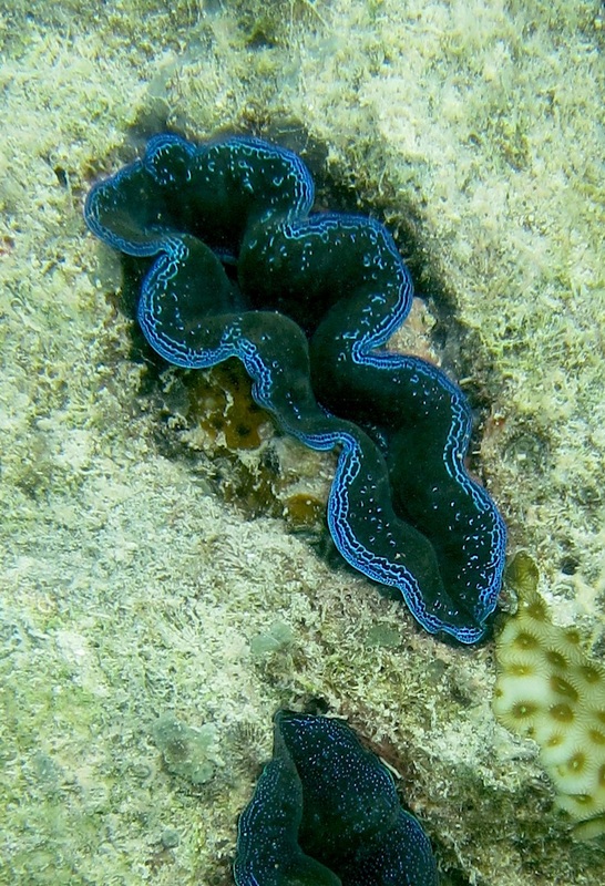 Bawah Underwater 320