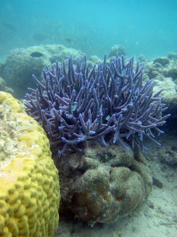 Bawah Underwater 321
