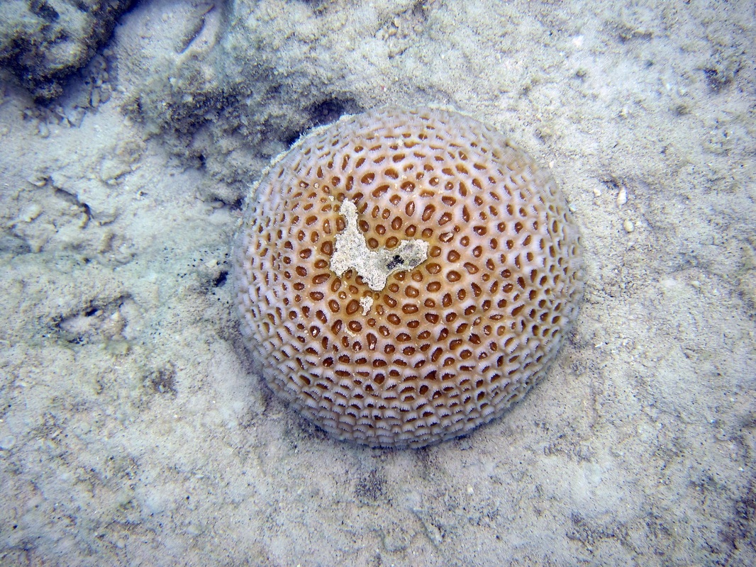 Bawah Underwater 322