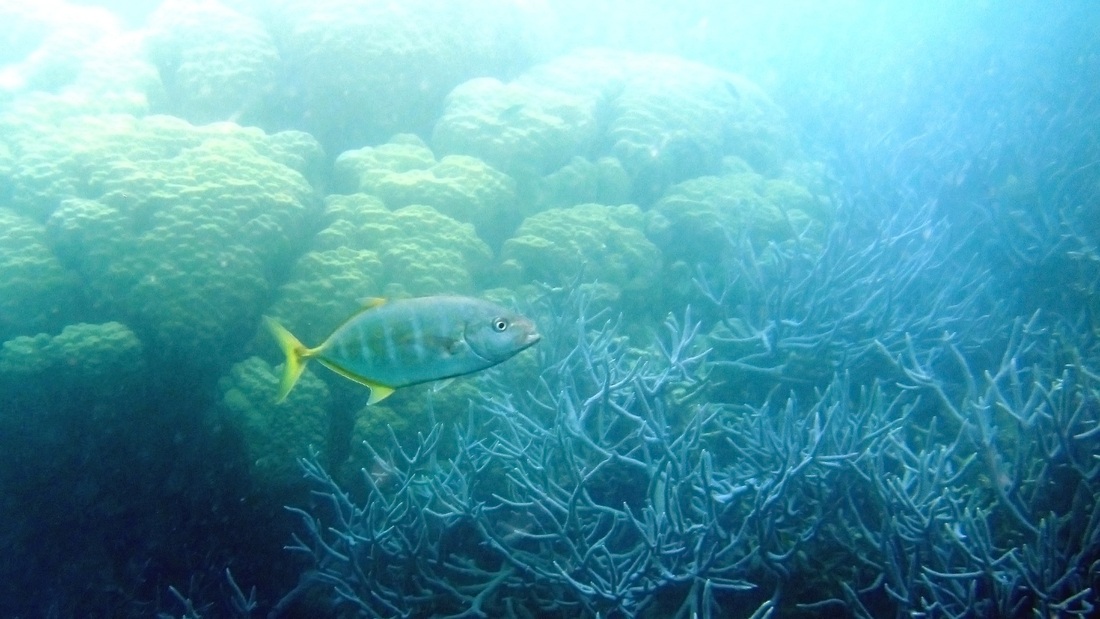 Bawah Underwater 323