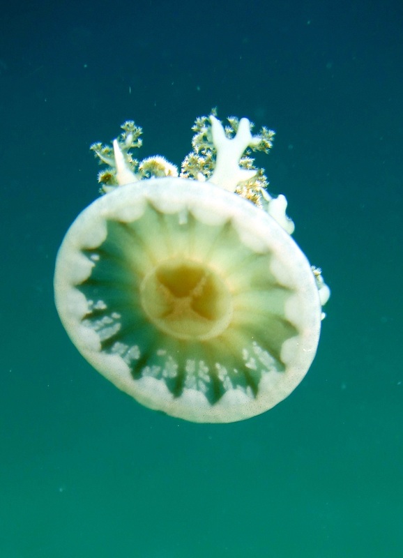 Bawah Underwater 324
