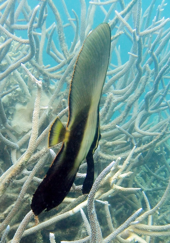 Bawah Underwater 325