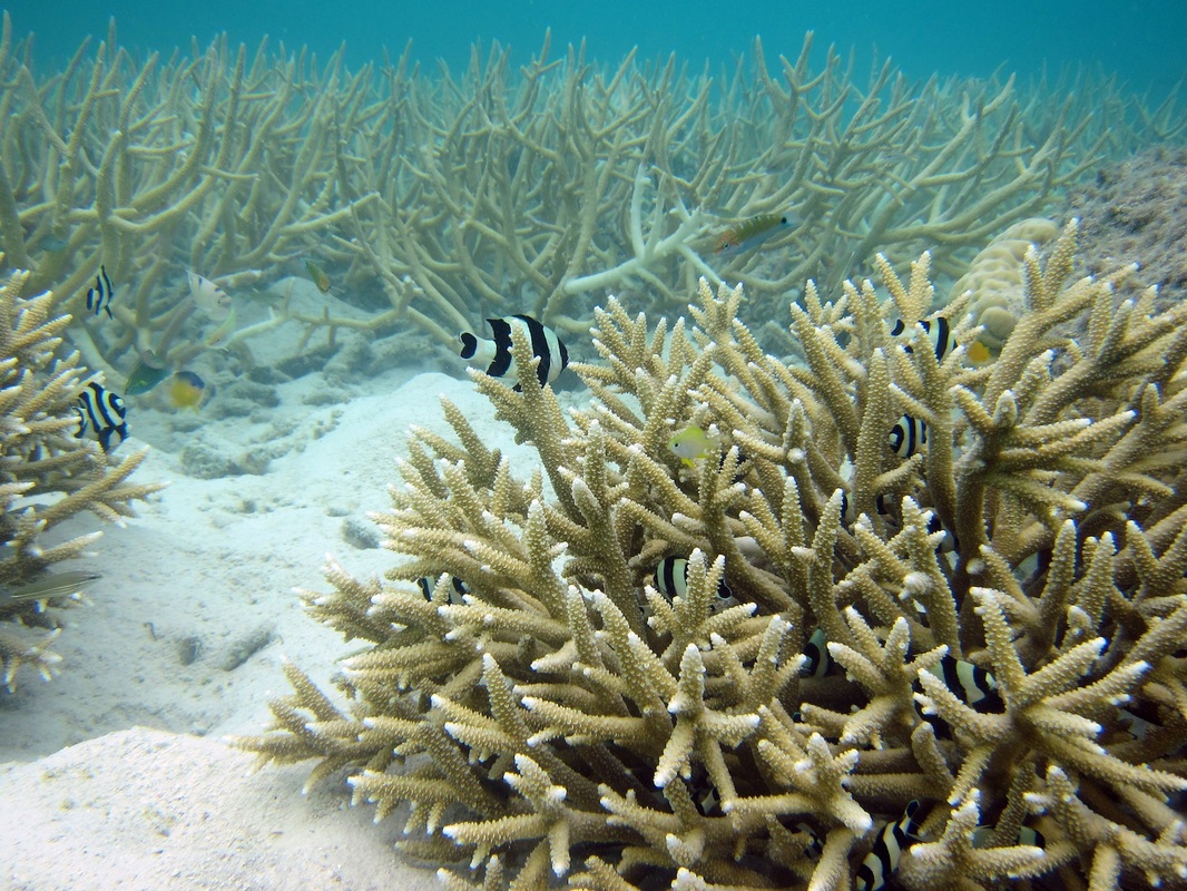 Bawah Underwater 326