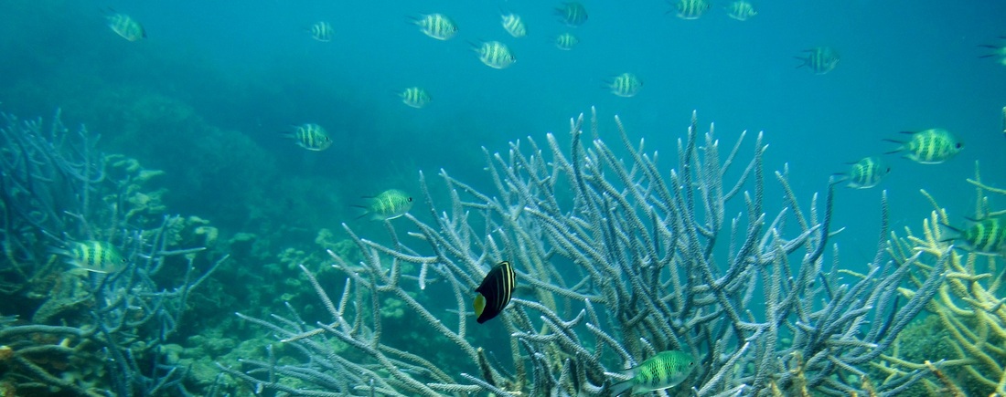Bawah Underwater 327