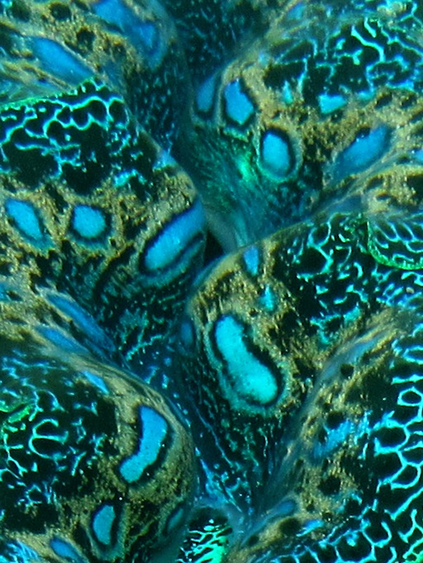Bawah Underwater 328