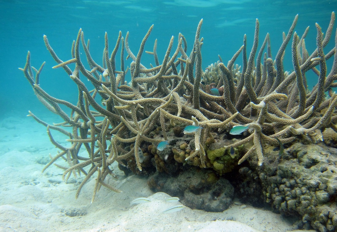 Bawah Underwater 329