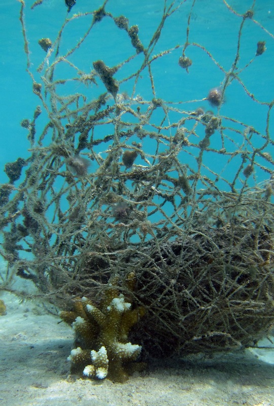 Bawah Underwater 330