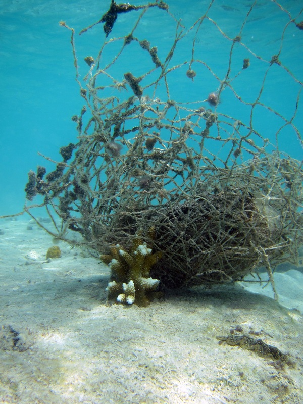 Bawah Underwater 331
