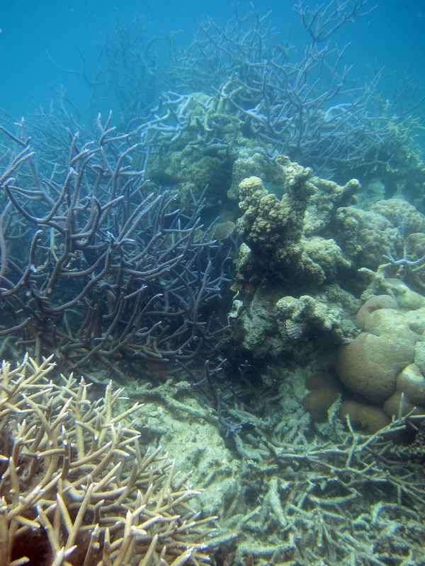 Bawah Underwater 332
