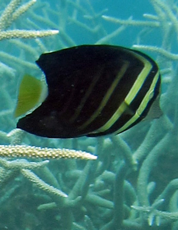 Bawah Underwater 333