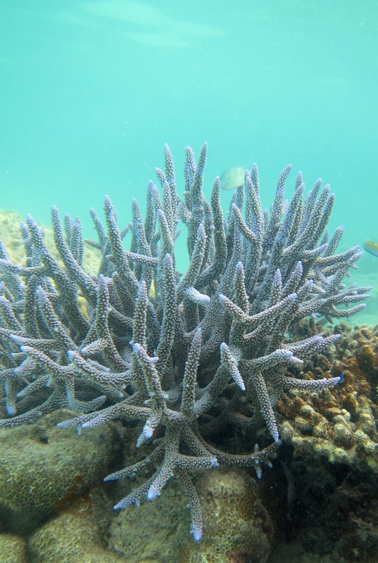 Bawah Underwater 334