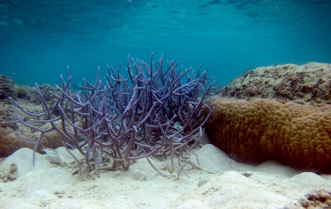 Bawah Underwater 335