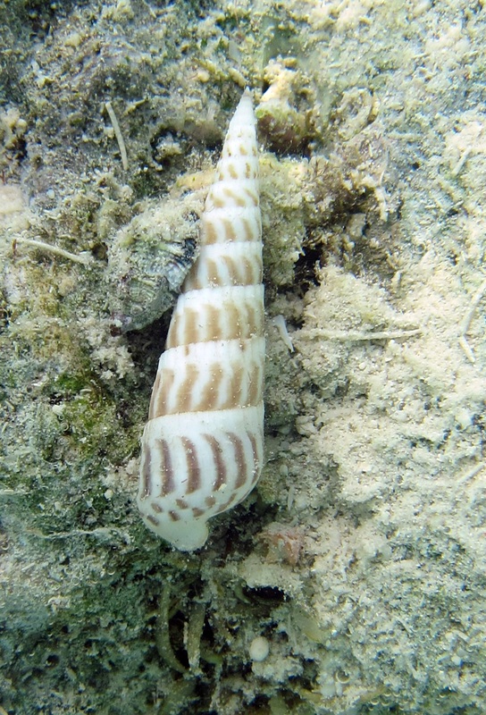 Bawah Underwater 336
