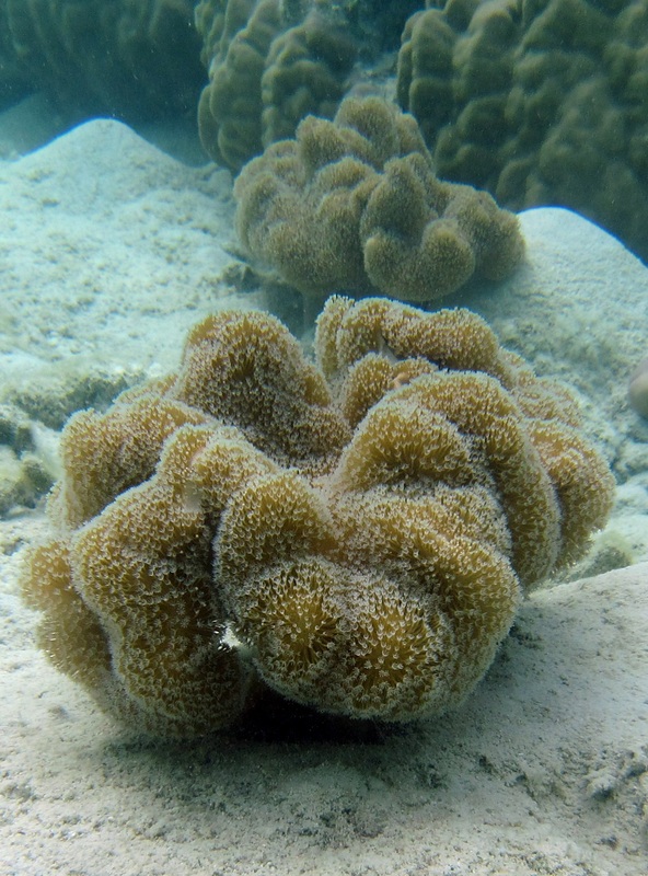 Bawah Underwater 337