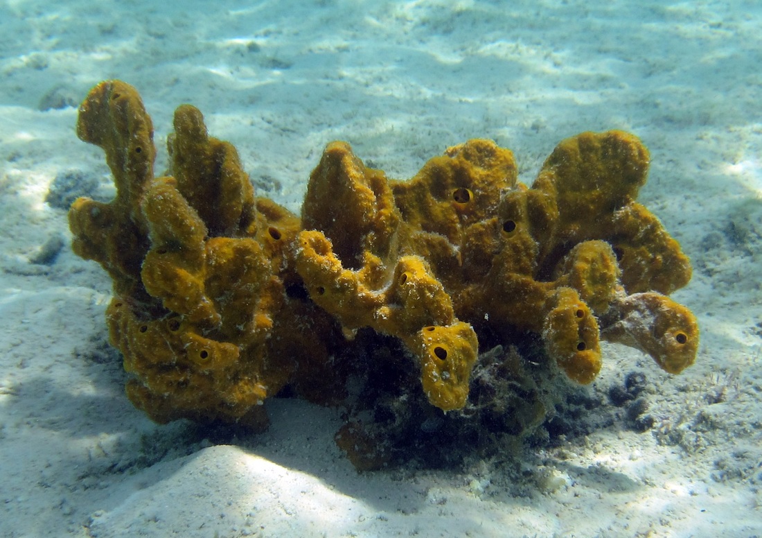 Bawah Underwater 338