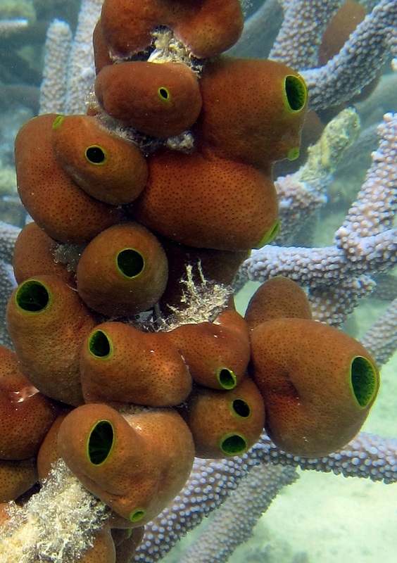Bawah Underwater 339