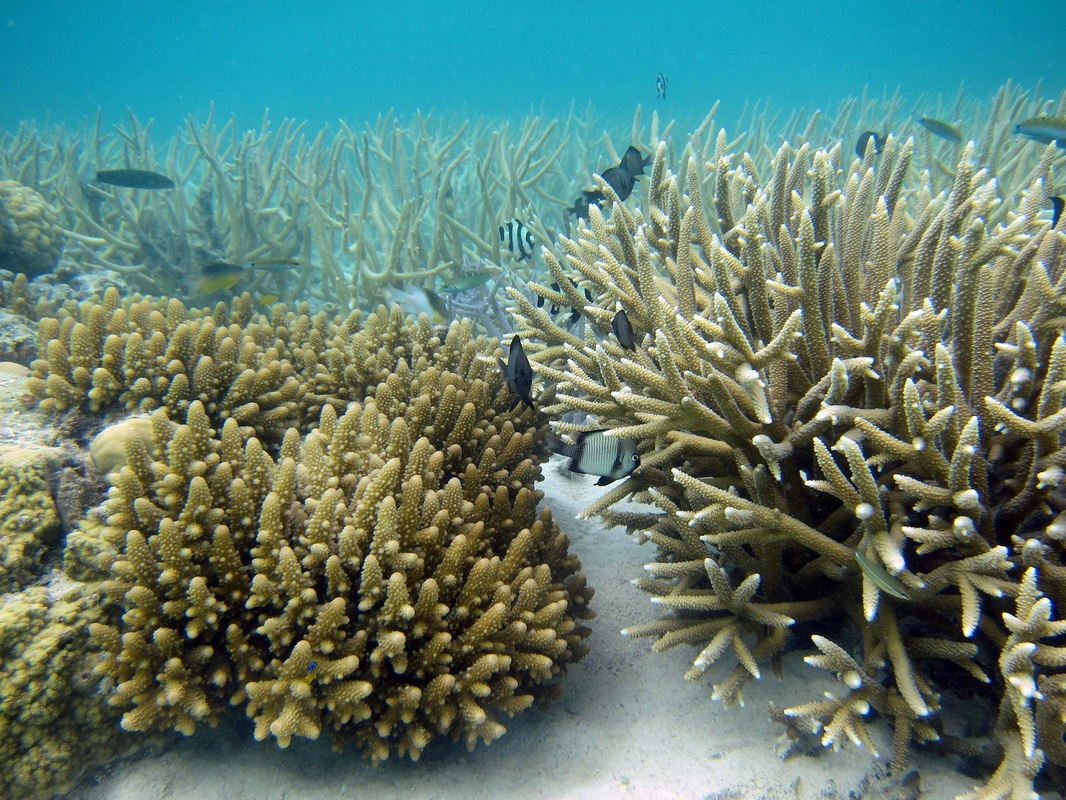 Bawah Underwater 340