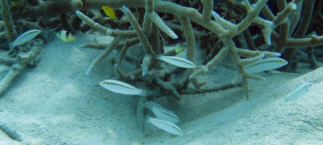 Bawah Underwater 341