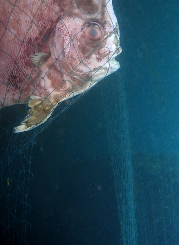 Conservation Work 2
