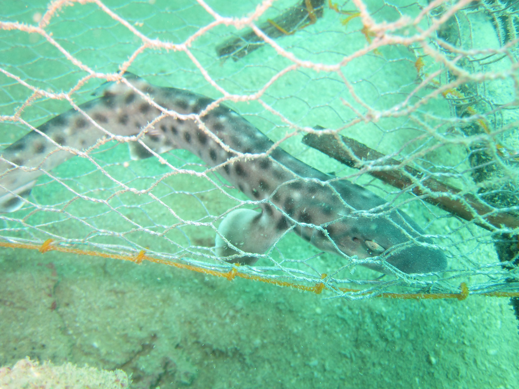 Conservation Work 17