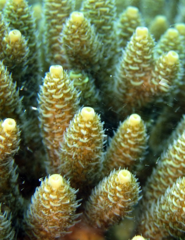 Coral Species 3