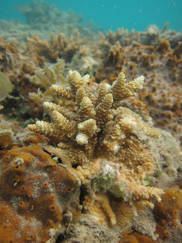 Coral Species 4