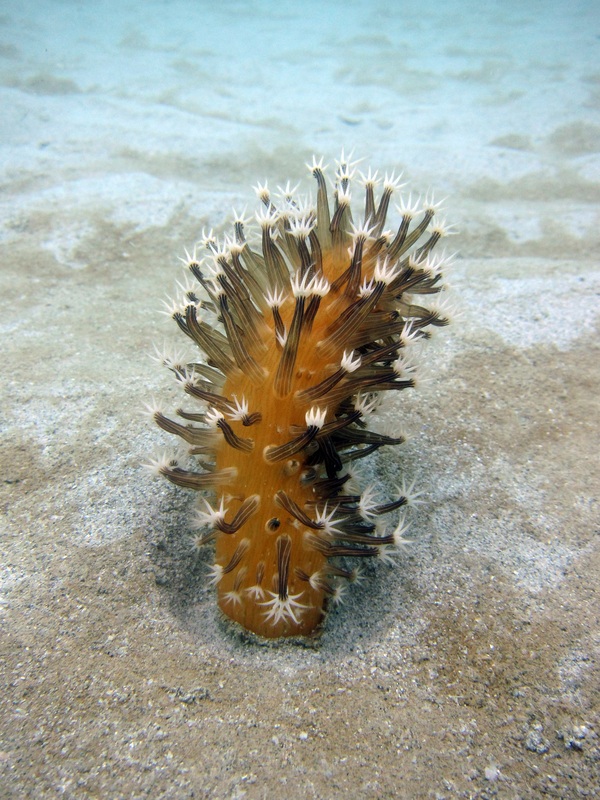 Coral Species 5