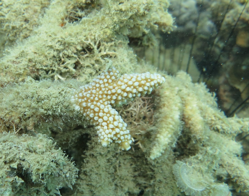 Coral Species 6